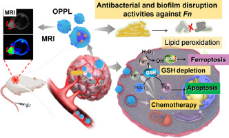Amphiphilic Polymeric Nanodrug Integrated with Superparamagnetic Iron Oxide Nanoparticles for Synergistic Antibacterial and Antitumor Therapy of Colorectal Cancer