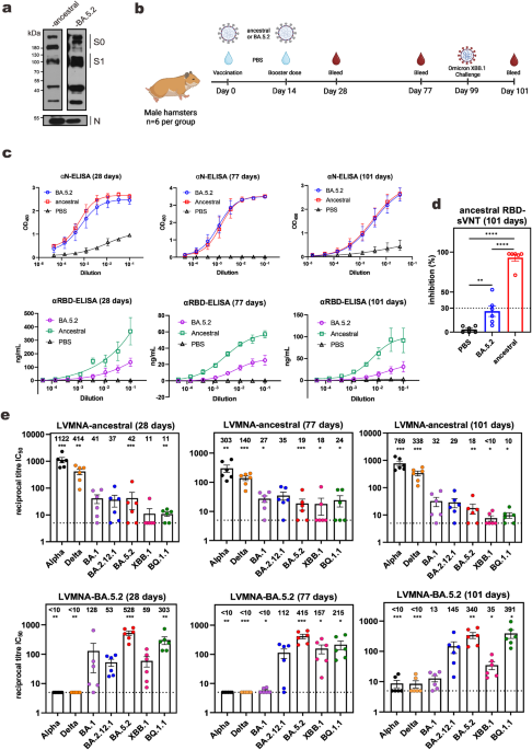 Monovalent vaccination with inactivated SARS-CoV-2 BA.5 protects hamsters against Omicron but not non-Omicron variants