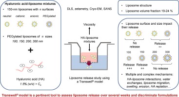 Release of liposomes from hyaluronic acid-based hybrid systems: Effects of liposome surface and size