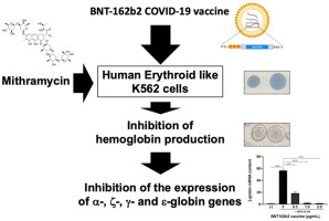 The anti-SARS-CoV-2 BNT162b2 vaccine suppresses mithramycin-induced erythroid differentiation and expression of embryo-fetal globin genes in human erythroleukemia K562 cells