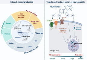 Advances in steroid research from the pioneering neurosteroid concept to metabolomics: New insights into pregnenolone function