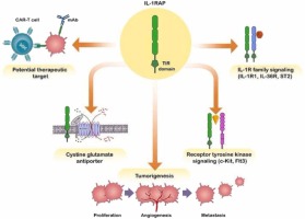 Interleukin-1 receptor accessory protein (IL-1RAP): A magic bullet candidate for immunotherapy of human malignancies