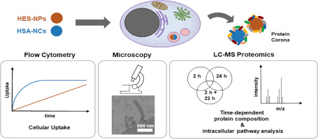 Proteomics reveals time-dependent protein corona changes in the intracellular pathway