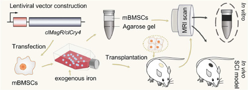 Expression of clMagR/clCry4 protein in mBMSCs provides T2-contrast enhancement of MRI