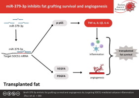 miR-379-3p inhibits fat grafting survival and angiogenesis by targeting SOCS1-mediated adipose inflammation