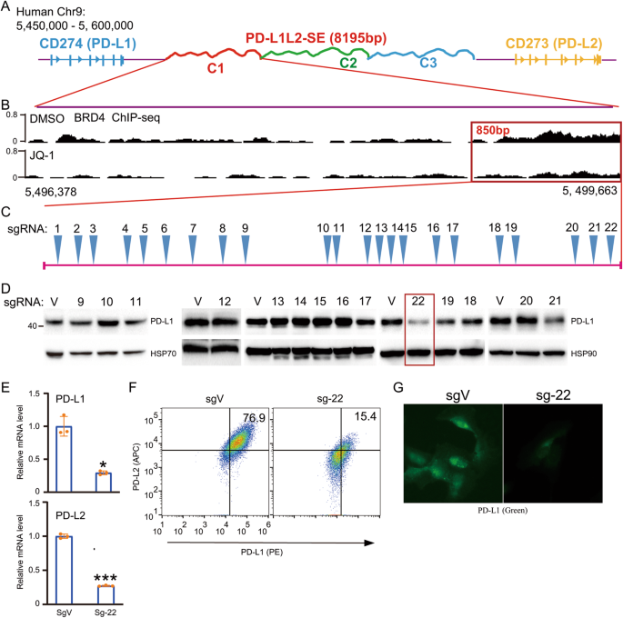 Identifying a locus in super-enhancer and its resident NFE2L1/MAFG as transcriptional factors that drive PD-L1 expression and immune evasion