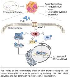 PVB exerts anti-inflammatory effects by inhibiting the activation of MAPK and NF-κB signaling pathways and ROS generation in neutrophils