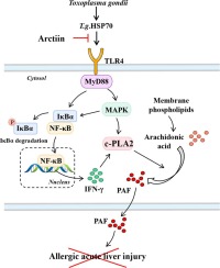 Protective effect of arctiin against Toxoplasma gondii HSP70-induced allergic acute liver injury by disrupting the TLR4-mediated activation of cytosolic phospholipase A2 and platelet-activating factor