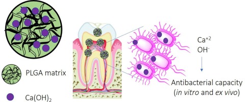Novel strategies enhancing endodontic disinfection: Antibacterial biodegradable calcium hydroxide nanoparticles in an ex vivo model