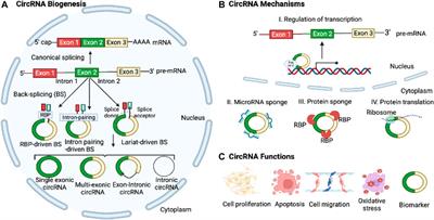 Circular RNAs: emerging players in asthma and COPD