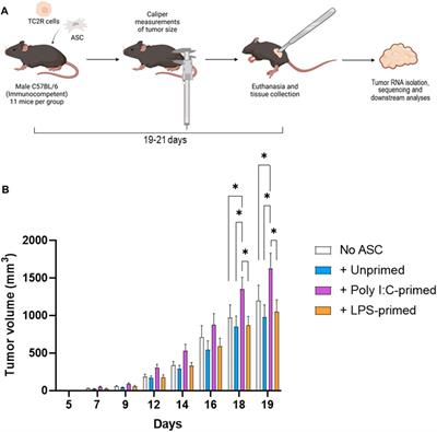 Poly I:C-priming of adipose-derived mesenchymal stromal cells promotes a pro-tumorigenic phenotype in an immunocompetent mouse model of prostate cancer