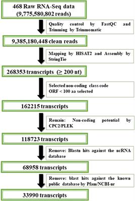 Genome-wide identification and characterization of tissue specific long non-coding RNAs and circular RNAs in common carp (Cyprinus carpio L.)