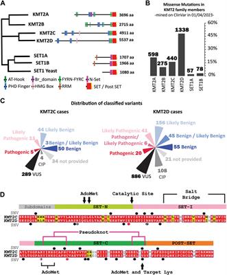 Deep computational phenotyping of genomic variants impacting the SET domain of KMT2C reveal molecular mechanisms for their dysfunction