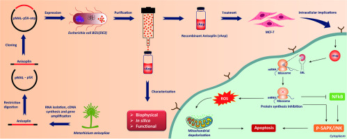 In vitro anticancer effects of recombinant anisoplin through activation of SAPK/JNK and downregulation of NFκB