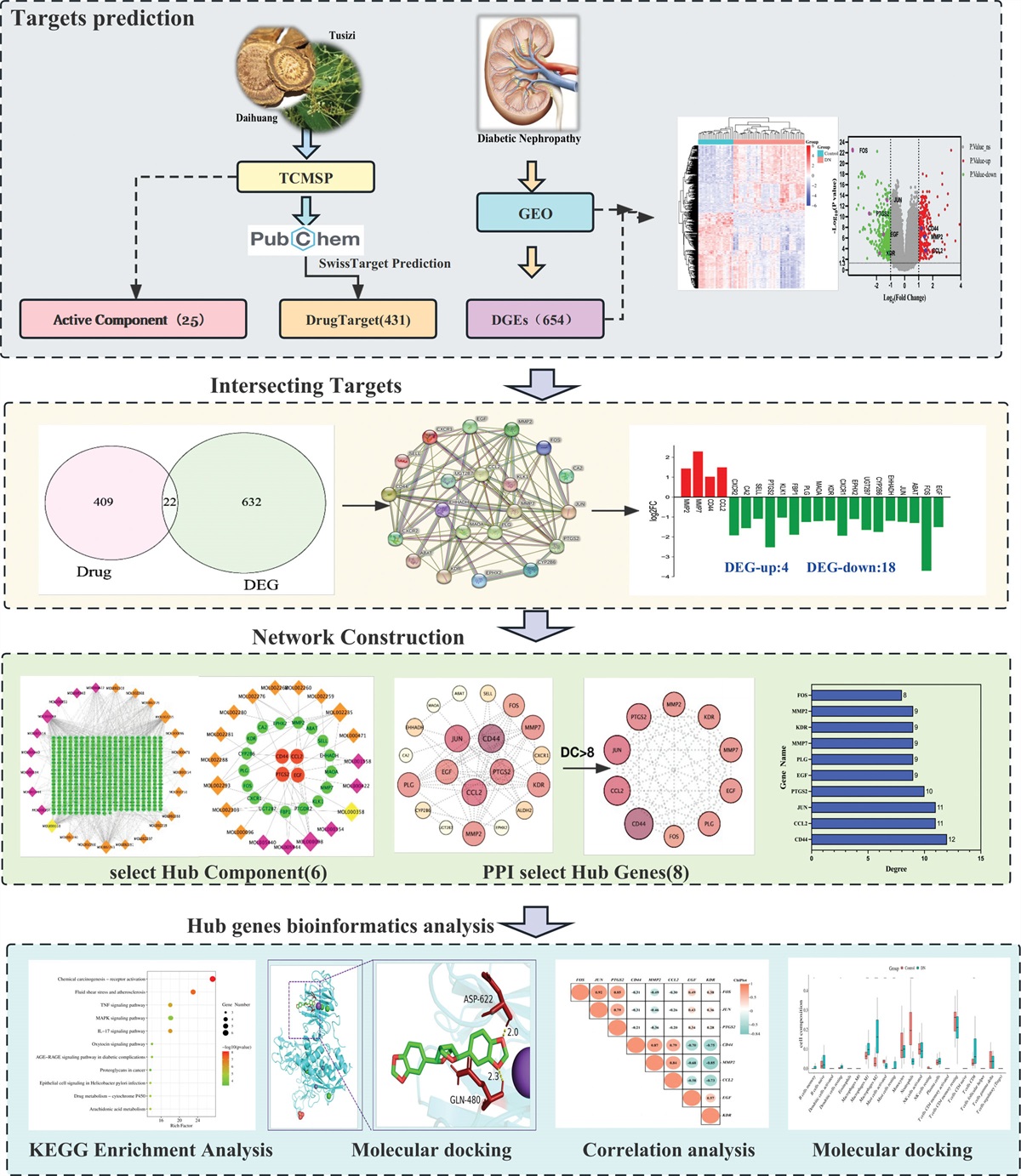 Exploring the mechanism of Dahuang-Tusizi drug pair in the treatment of diabetes nephropathy based on network pharmacology and immune infiltration analysis