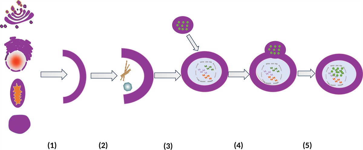 Advances in the investigation of the role of autophagy in the etiology of chronic obstructive pulmonary disease: A review