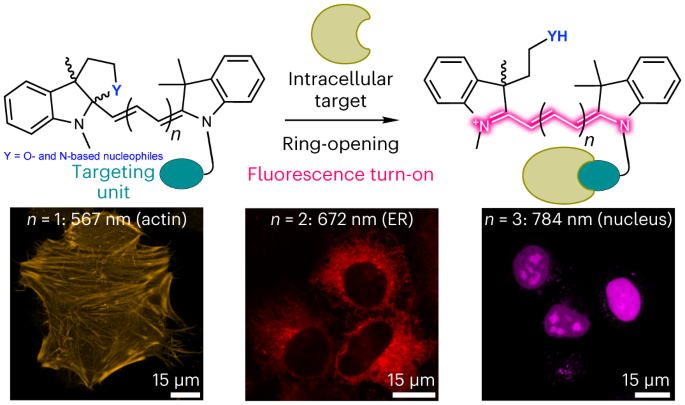 A general strategy to develop fluorogenic polymethine dyes for bioimaging