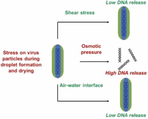 Effect of mechanical stresses on viral capsid disruption during droplet formation and drying
