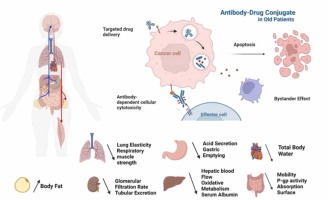 Antibody drug conjugates in older patients: State of the art