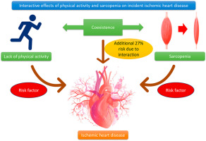 Interactive effects of physical activity and sarcopenia on incident ischemic heart disease: Results from a nation-wide cohort study