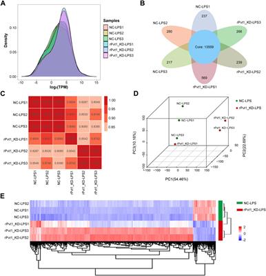 Integration of transcriptomic, proteomic, and metabolomic data to identify lncRNA rPvt1 associations in lipopolysaccharide-treated H9C2 cardiomyocytes