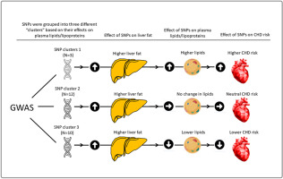 The relationship between genetic liver fat and coronary heart disease is explained by apoB-containing lipoproteins