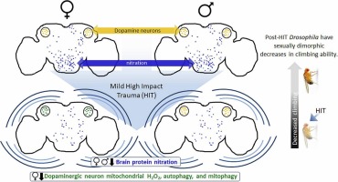 Mild traumatic brain injury in Drosophila melanogaster alters reactive oxygen and nitrogen species in a sex-dependent manner
