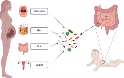Factors affecting the early establishment of neonatal intestinal flora and its intervention measures