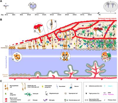 Homemade: building the structure of the neurogenic niche