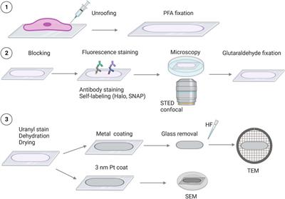 Analyzing the cellular plasma membrane by fast and efficient correlative STED and platinum replica EM