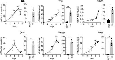 The thyroid hormone enhances mouse embryonic fibroblasts reprogramming to pluripotent stem cells: role of the nuclear receptor corepressor 1