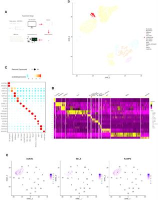Single-cell profiling reveals transcriptomic signatures of vascular endothelial cells in non-healing diabetic foot ulcers