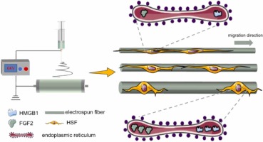 Aligned electrospun fibers of different diameters for improving cell migration capacity