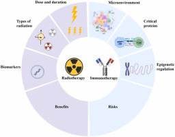 Radiation-targeted immunotherapy: a new perspective in cancer radiotherapy